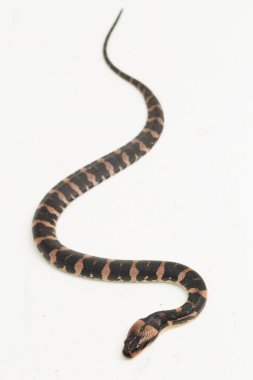 Kabarık suratlı su yılanı homalopsis buccccata beyaz arka planda izole