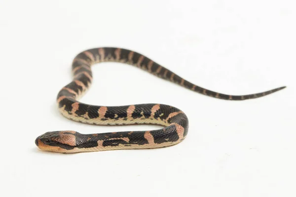 Couleuvre Eau Face Feuilletée Homalopsis Buccata Isolée Sur Fond Blanc — Photo