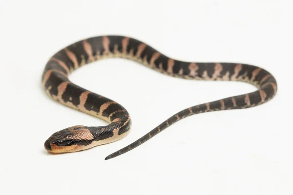 Água Comum Cara Sopro Cobra Homalopsis Buccata Isolado Fundo Branco — Fotografia de Stock