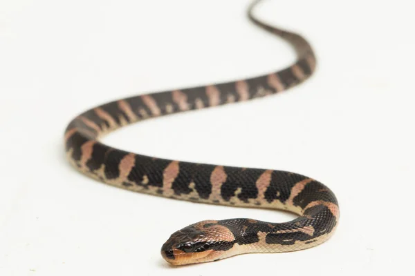 Common Puff Faced Water Snake Homalopsis Buccata Isolated White Background — Stock Photo, Image