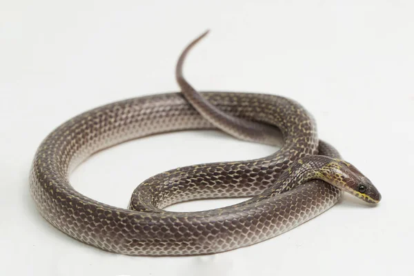 Keleti Farkas Kígyó Lycodon Capucinus Elszigetelt Fehér Alapon — Stock Fotó
