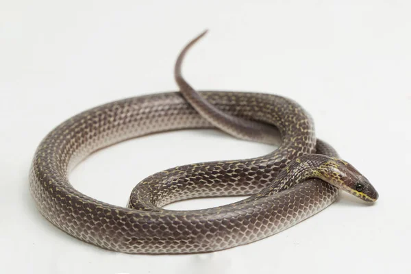 Serpent Loup Orient Lycodon Capucinus Isolé Sur Fond Blanc — Photo