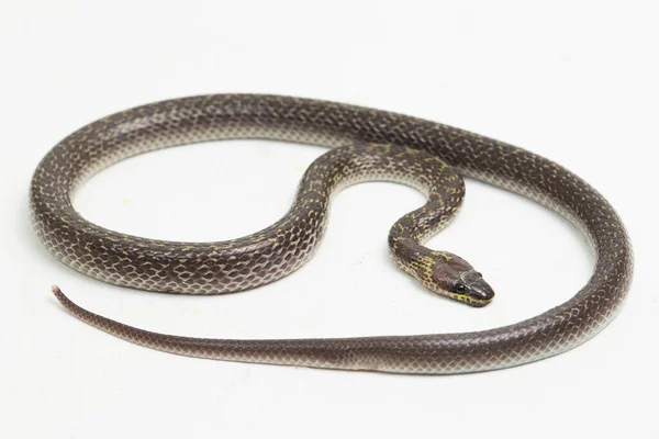 Serpiente Lobo Oriental Lycodon Capucinus Aislado Sobre Fondo Blanco — Foto de Stock