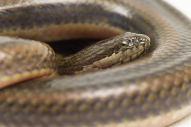 Gökkuşağı su yılanı enhidris enhidris beyaz zemin üzerinde izole