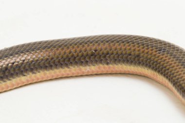 Gökkuşağı su yılanı enhidris enhidris beyaz zemin üzerinde izole