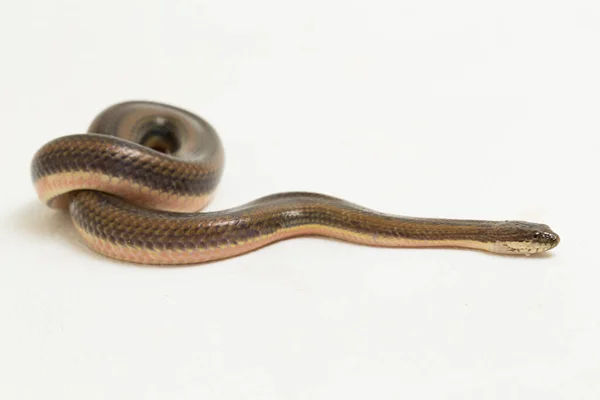 Rainbow Water Snake Ενυδρίδα Ενυδρία Απομονωμένη Λευκό Φόντο — Φωτογραφία Αρχείου