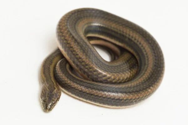 Serpente Água Arco Íris Enhydris Enhydris Isolado Fundo Branco — Fotografia de Stock