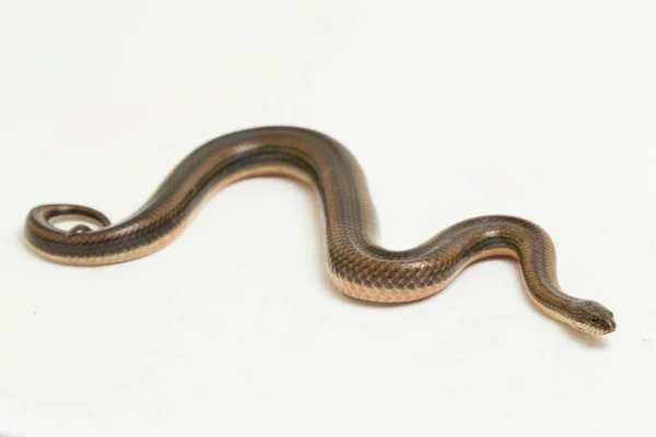 Tęczowy Wąż Wodny Enhydris Enhydris Izolowany Białym Tle — Zdjęcie stockowe