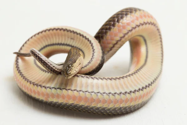 Rainbow Water Snake Enhydris Enhydris Isolated White Background — Stock Photo, Image