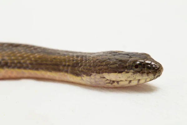 Serpiente Agua Arco Iris Enhydris Enhydris Aislado Sobre Fondo Blanco —  Fotos de Stock