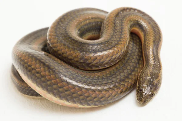 Rainbow Water Snake Enhydris Enhydris Isolated White Background — Stock Photo, Image