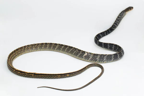 Keeled Rat Snake Ptyas Carinata Geïsoleerd Witte Achtergrond — Stockfoto