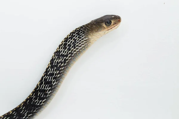 Serpente Chiglia Ptyas Carinata Isolato Fondo Bianco — Foto Stock