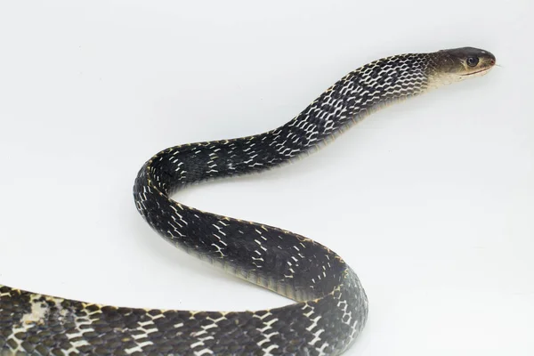 Keeled Rat Snake Ptyas Carinata Isoliert Auf Weißem Hintergrund — Stockfoto