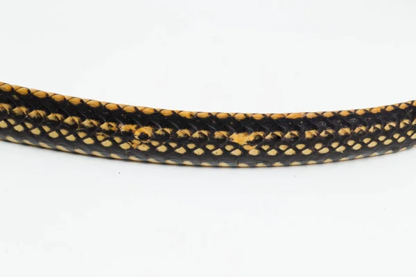 Keeled Rat Snake Ptyas Carinata Beyaz Arkaplanda Izole Edildi — Stok fotoğraf