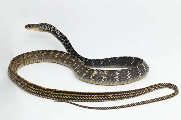 Keeled Rat Snake Ptyas Carinata Isolerad Vit Bakgrund — Stockfoto