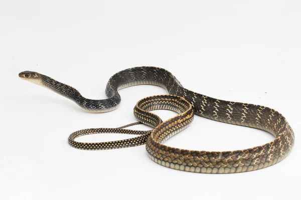 Keeled Rat Snake Ptyas Carinata Izolowane Białym Tle — Zdjęcie stockowe