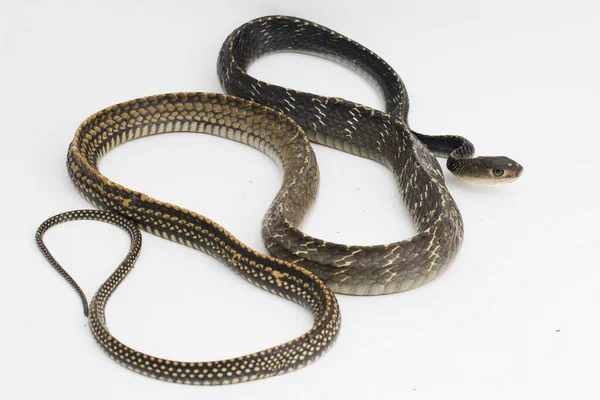 Keeled Rat Snake Ptyas Carinata Elszigetelt Fehér Alapon — Stock Fotó