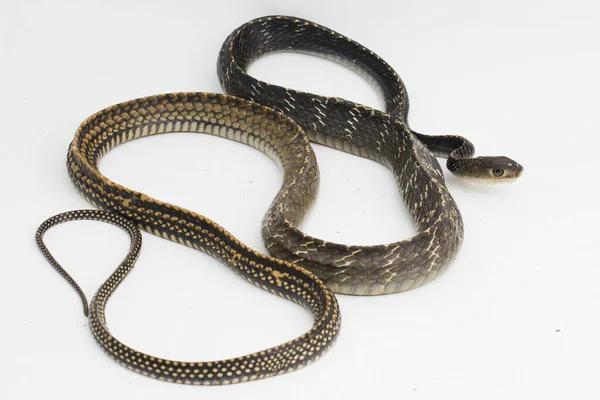 Keeled Rat Snake Ptyas Carinata Isolado Fundo Branco — Fotografia de Stock