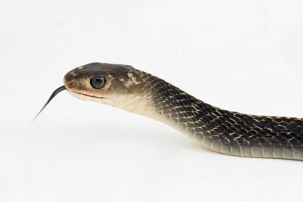 Keeled Rat Snake Ptyas Carinata Ізольовані Білому Тлі — стокове фото