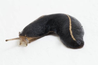 Sümüklüböcek ya da yaygın sümüklüböcek beyaz arkaplanda izole edildi