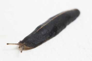 Sümüklüböcek ya da yaygın sümüklüböcek beyaz arkaplanda izole edildi