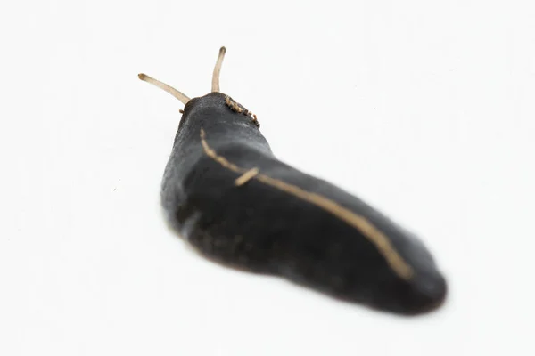 Slug Common Slug แยกก นบนพ นหล ขาว — ภาพถ่ายสต็อก