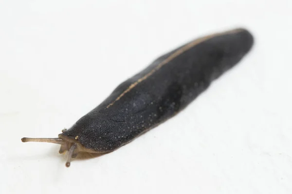 Slug Eller Vanlig Slug Isolerad Vit Bakgrund — Stockfoto