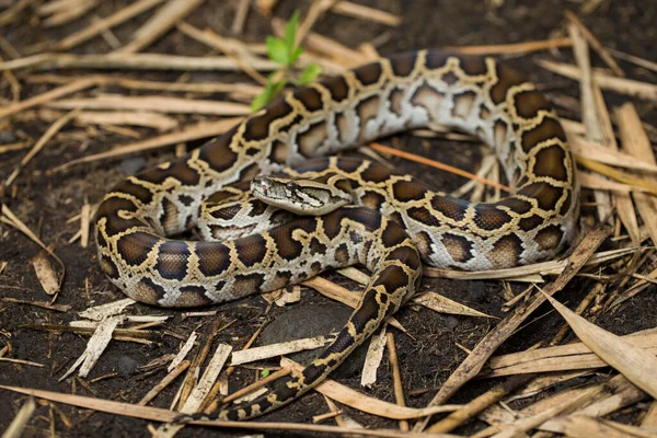 Serpente Birmano Python Molurus Bivittatus — Foto Stock