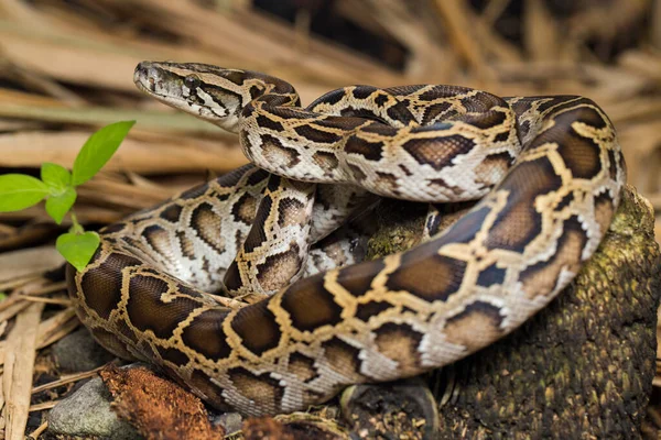 Snake Burmese Python Molurus Bivittatus — Stock Photo, Image