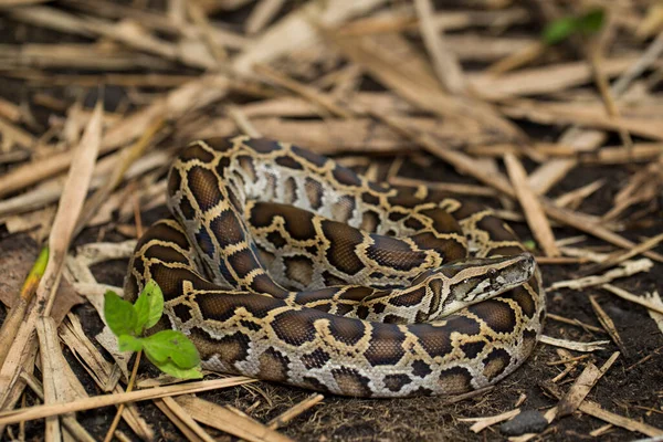 파이썬 Molurus Bivittatus — 스톡 사진