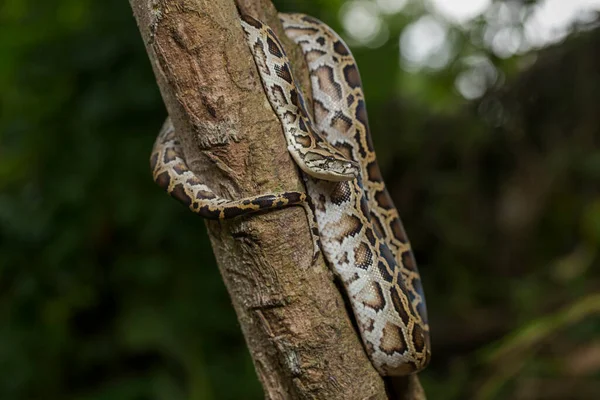 Kígyó Burmai Python Molurus Bivittatus — Stock Fotó