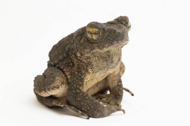 Asyalı dev kurbağa Phrynoidis asper beyaz arkaplanda izole edildi