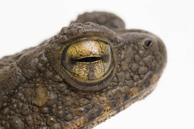 Asyalı dev kurbağa Phrynoidis asper beyaz arkaplanda izole edildi