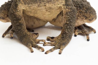 Asyalı dev kurbağa Phrynoidis asper beyaz arkaplanda izole edildi