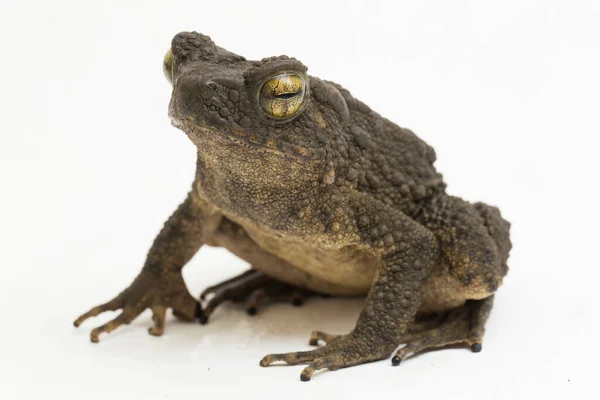 Crapaud Géant Asiatique Phrynoidis Asper Isolé Sur Fond Blanc — Photo