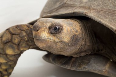 Asyalı orman kaplumbağası Manouria Emys beyaz arka planda izole edildi