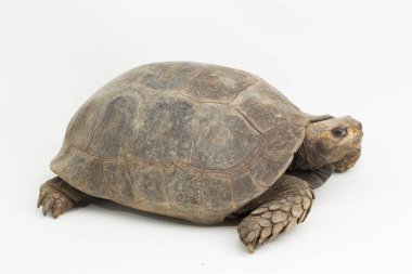 Asyalı orman kaplumbağası Manouria Emys beyaz arka planda izole edildi