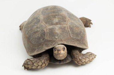 Asyalı orman kaplumbağası Manouria Emys beyaz arka planda izole edildi