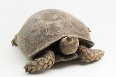 Asyalı orman kaplumbağası Manouria Emys beyaz arka planda izole edildi