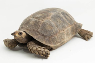 Asyalı orman kaplumbağası Manouria Emys beyaz arka planda izole edildi