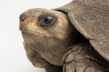 Asyalı orman kaplumbağası Manouria Emys beyaz arka planda izole edildi