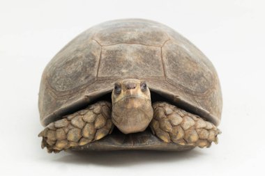 Asyalı orman kaplumbağası Manouria Emys beyaz arka planda izole edildi