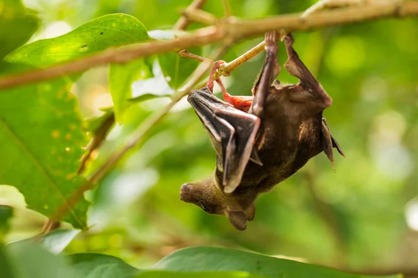 Indonesian Short Nosed Fruit Bat Cynopterus Titthaecheilus Wild — Stock Photo, Image