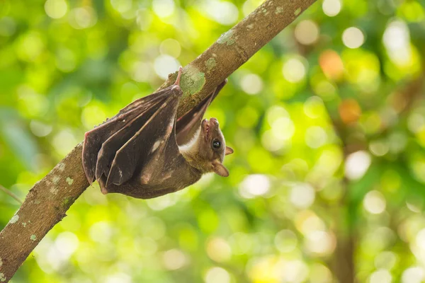 Indonesian Short Nosed Fruit Bat Cynopterus Titthaecheilus Wild — Stock Photo, Image