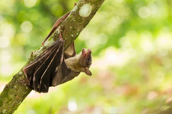 Indonesian Short Nosed Fruit Bat Cynopterus Titthaecheilus Wild — Stock Photo, Image