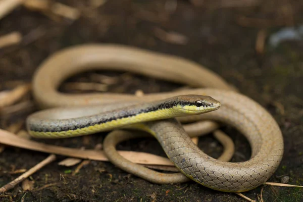 Malayan Ringneck Snake Liopeltis Tricolor Wild — Stock Photo, Image