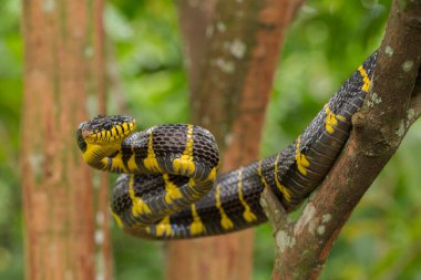 Boiga dendrophila, genellikle mangrov yılanı ya da vahşi hayatta altın halkalı kedi yılanı olarak bilinir.