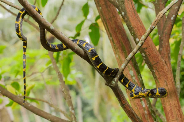보기덴 Boiga Dendrophila 맹그로브 고양이 뱀이다 — 스톡 사진
