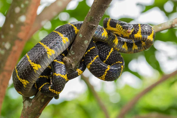 在野生动物身上 通常被称为红树林蛇或金环猫蛇 Golden Ringed Cat Snake — 图库照片